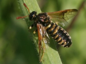 Corynis crassicornis e panoramica sui Cimbicidae nel forum